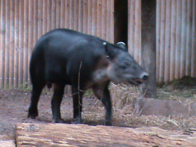 baird's tapir 030910