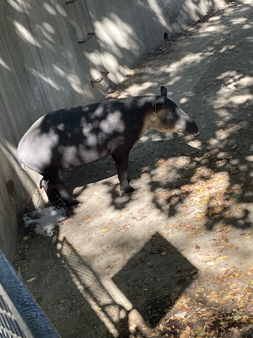 Baird’s Tapir (10/7/23)
