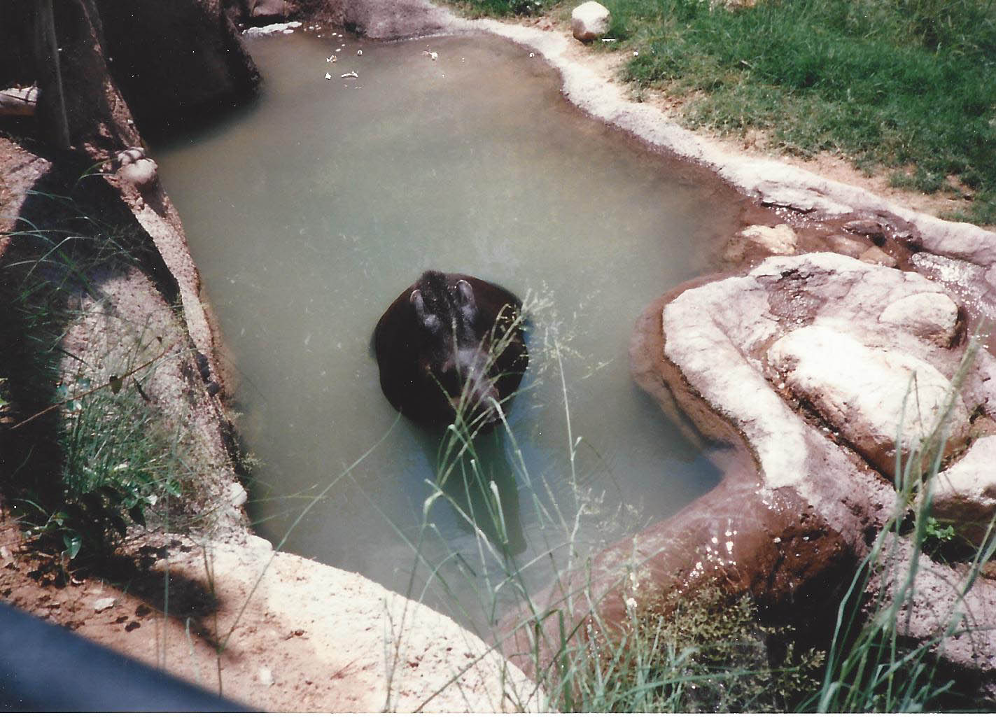 Baird’s Tapir 1990s