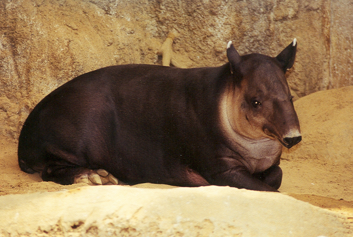 Baird's Tapir - 1999