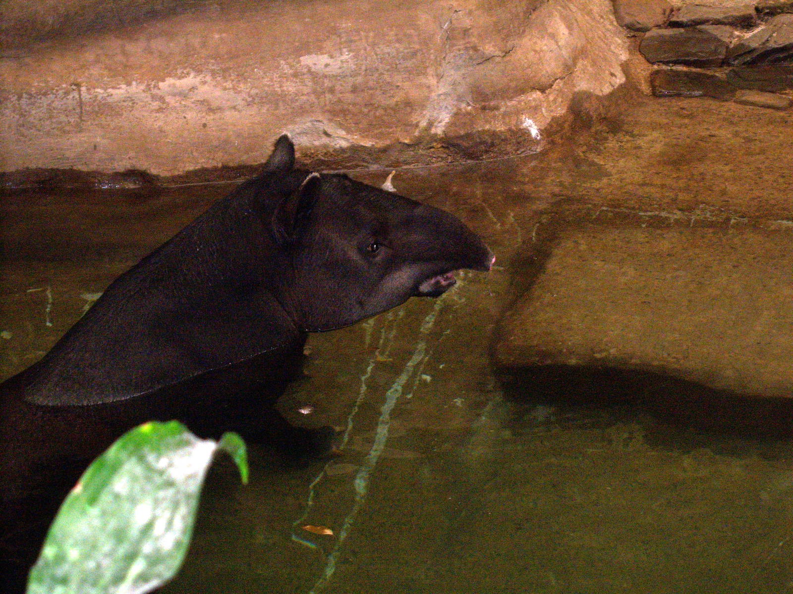 Baird's Tapir - 2009