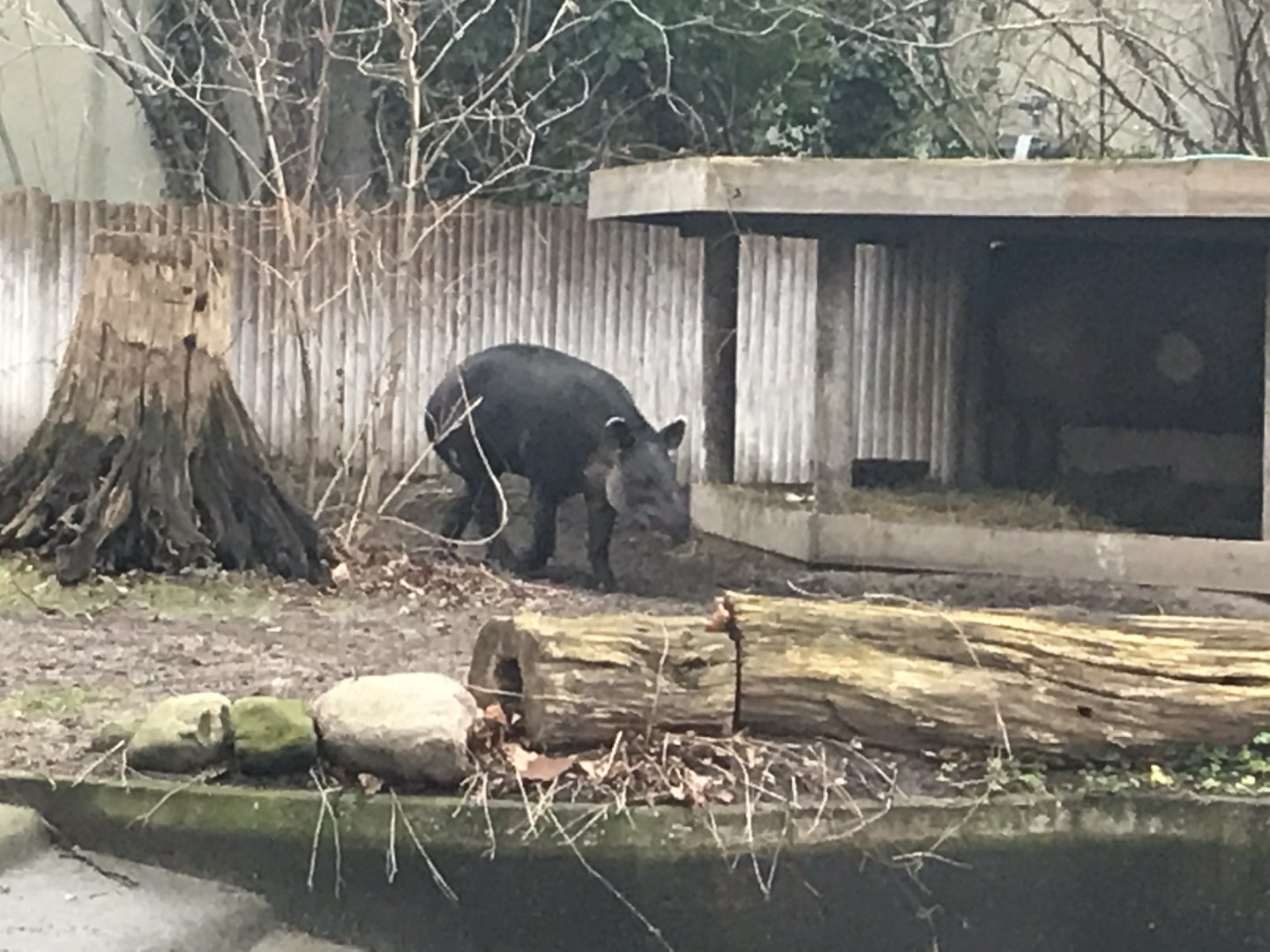 Baird’s tapir 290118