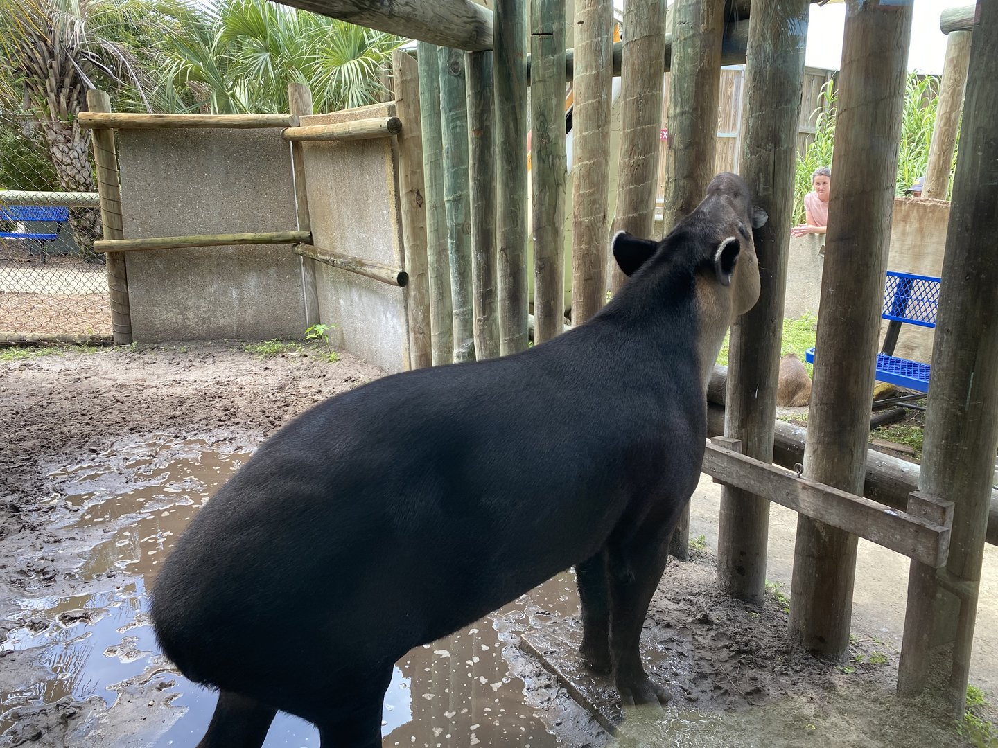 Baird’s Tapir - 6/22/2023