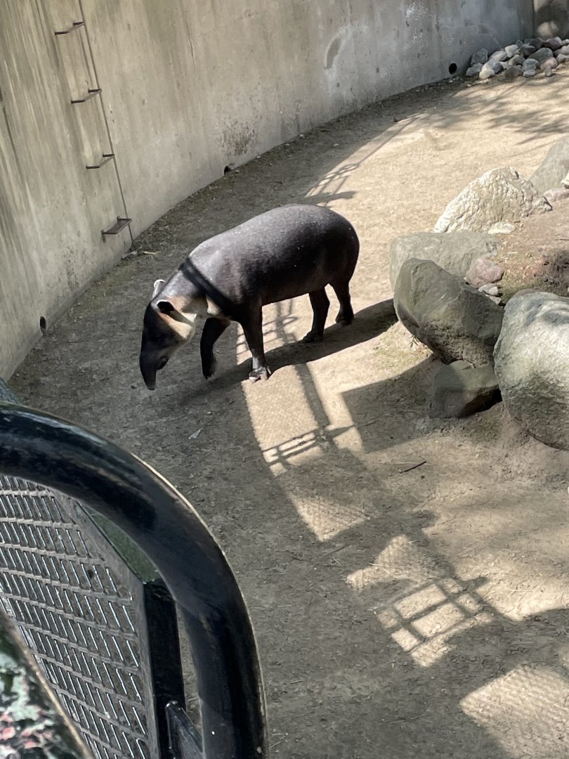 Baird's Tapir (6/23/21)