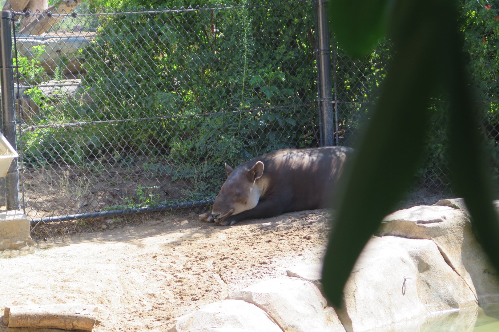 Baird's Tapir(8/23/2024)