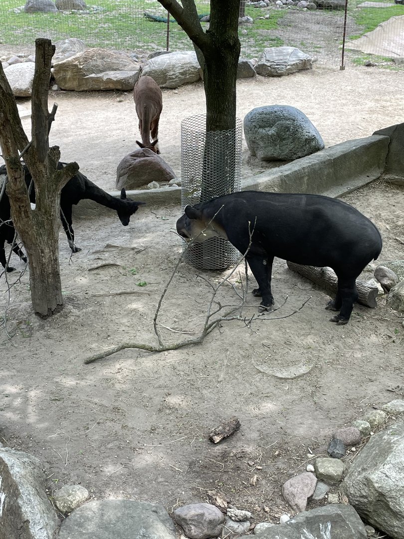 Baird’s Tapir and Alpacas (5/23/22)