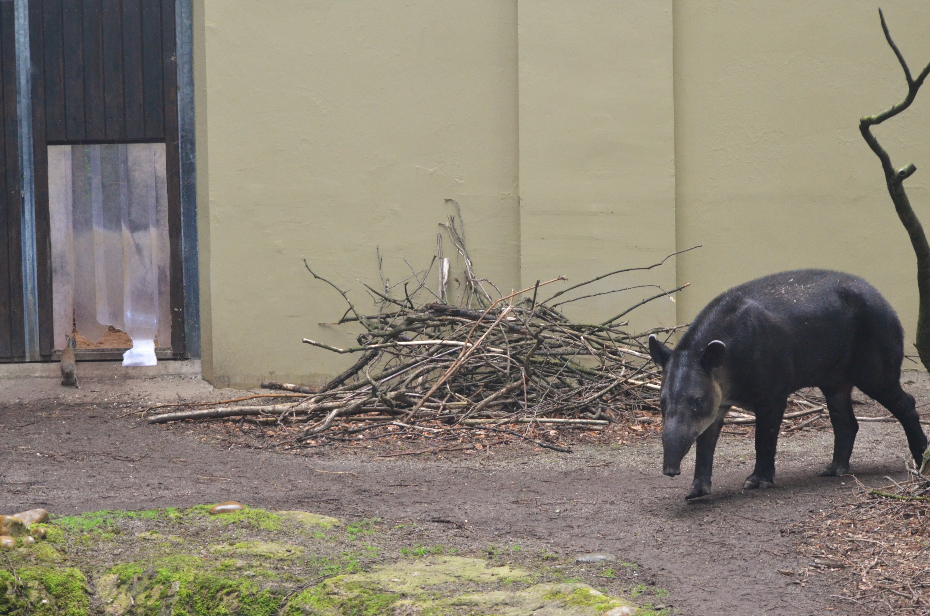 Baird's Tapir and Chacoan Mara at Wuppertal, 16/06/19