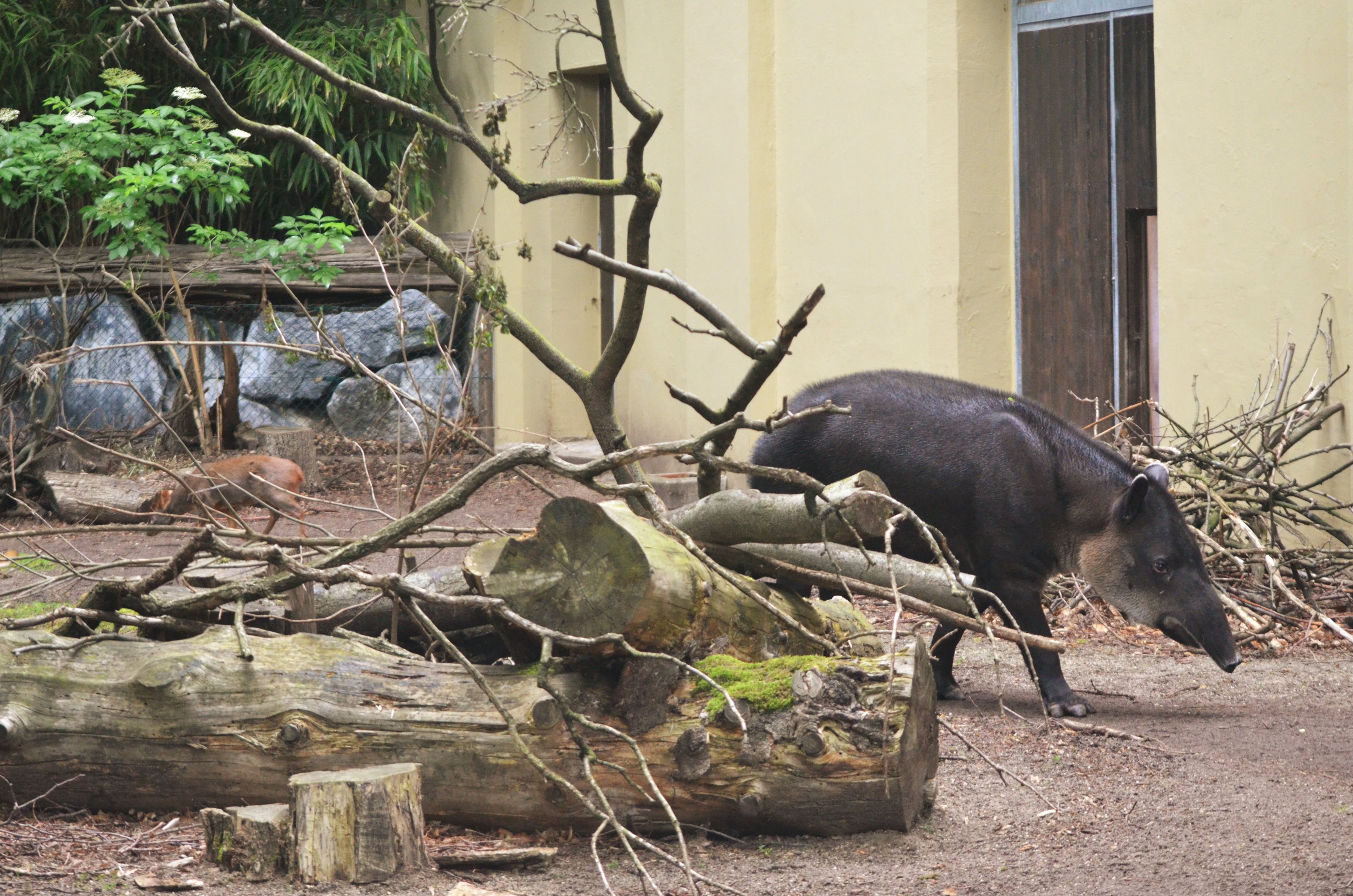 Baird's Tapir and Chilean Pudu at Wuppertal, 16/06/19