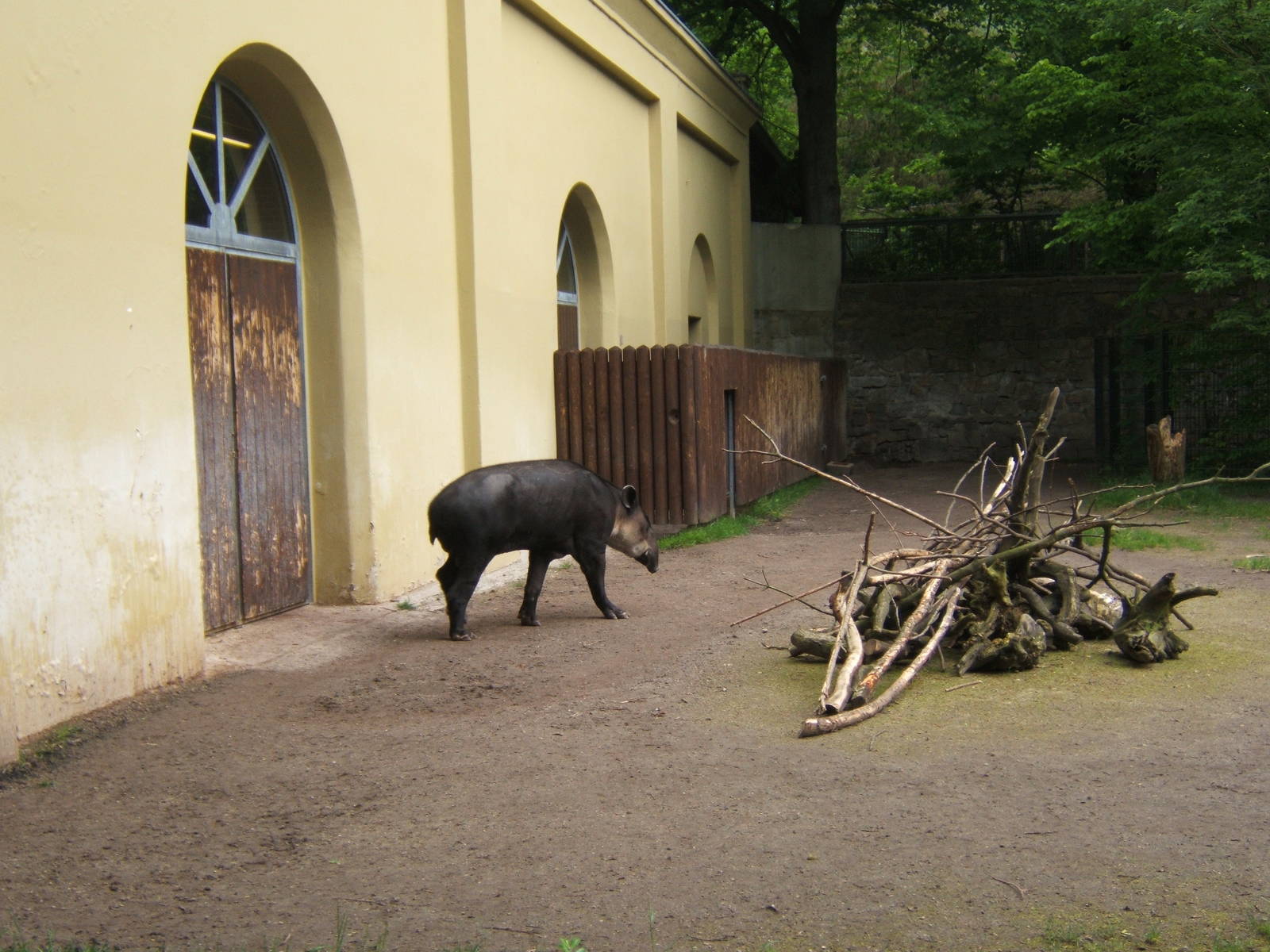 Bairds Tapir and House