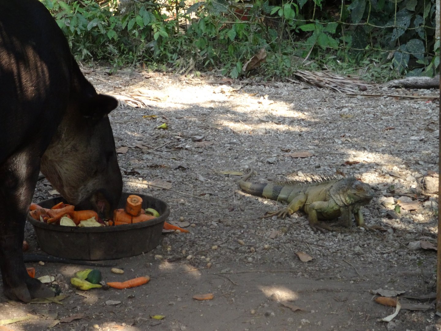 Baird's Tapir and Wild Green Iguana