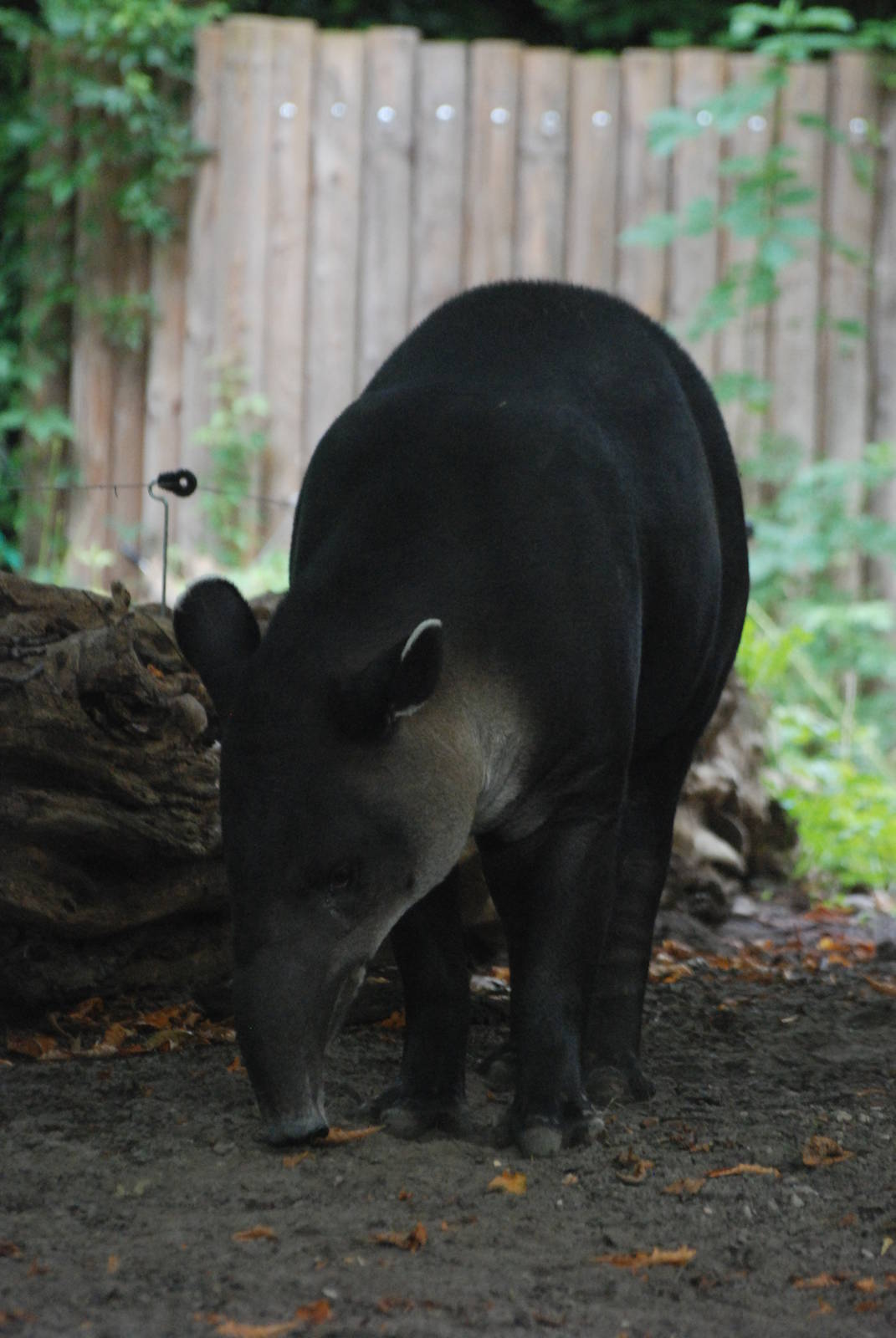 Baird's Tapir at Berlin Zoo, 31/08/11