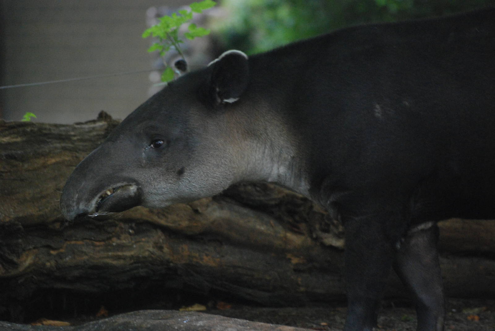 Baird's Tapir at Berlin Zoo, 31/08/11