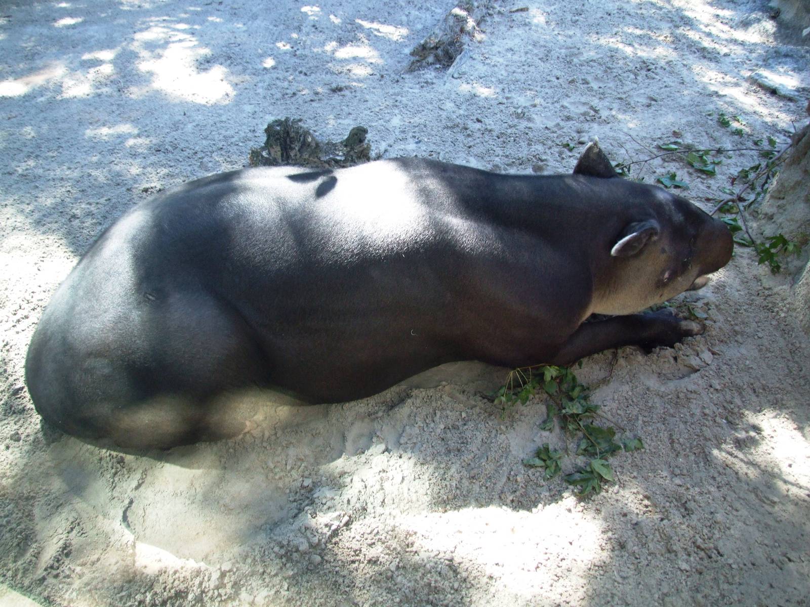 Baird's Tapir at Jacksonville, 10/10/13