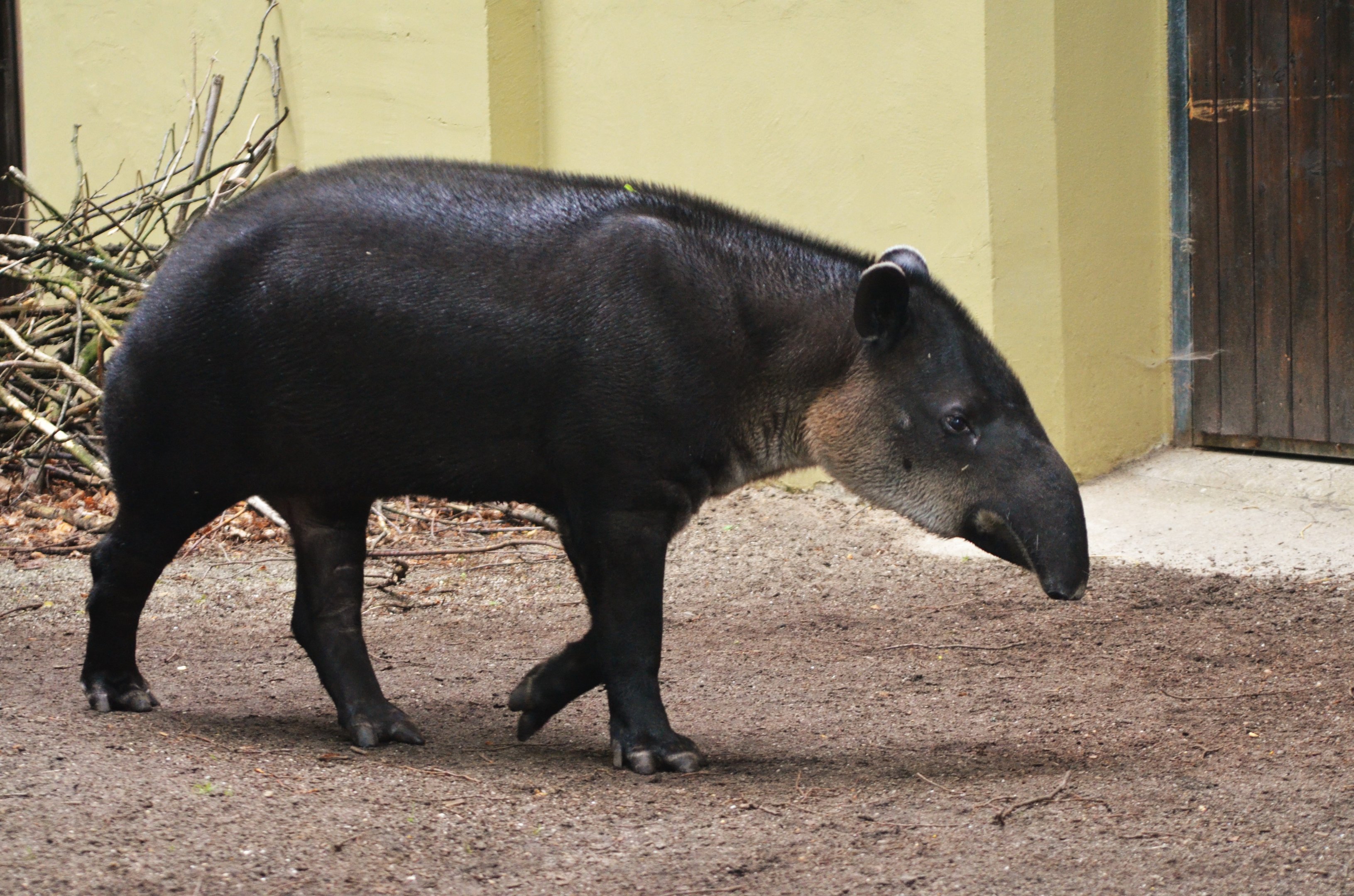 Baird's Tapir at Wuppertal, 16/06/19