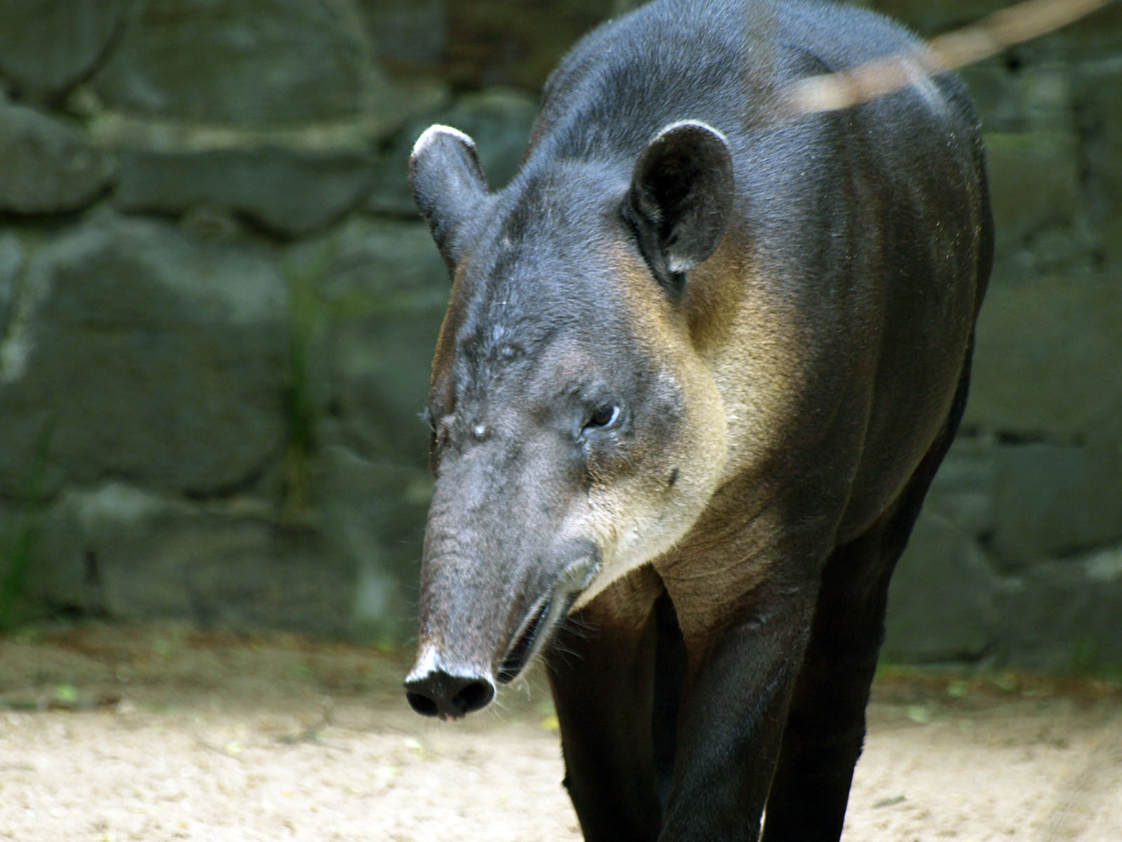 Baird's tapir at Wuppertal
