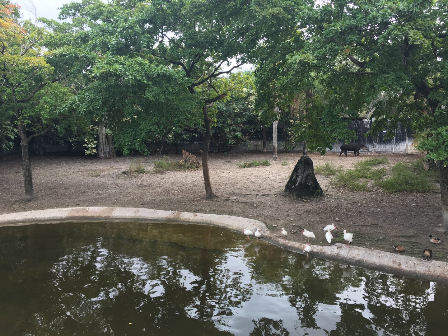Baird's Tapir/Capybara Exhibit
