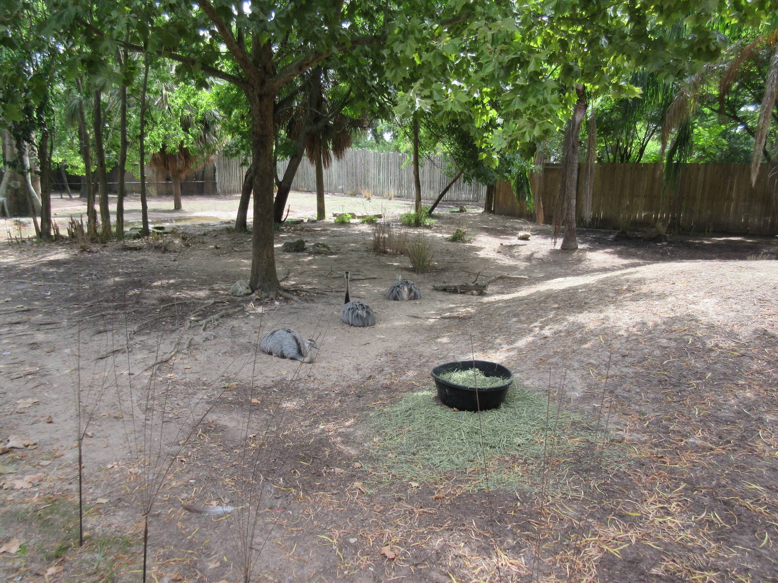 Baird's Tapir/Capybara/Greater Rhea Exhibit