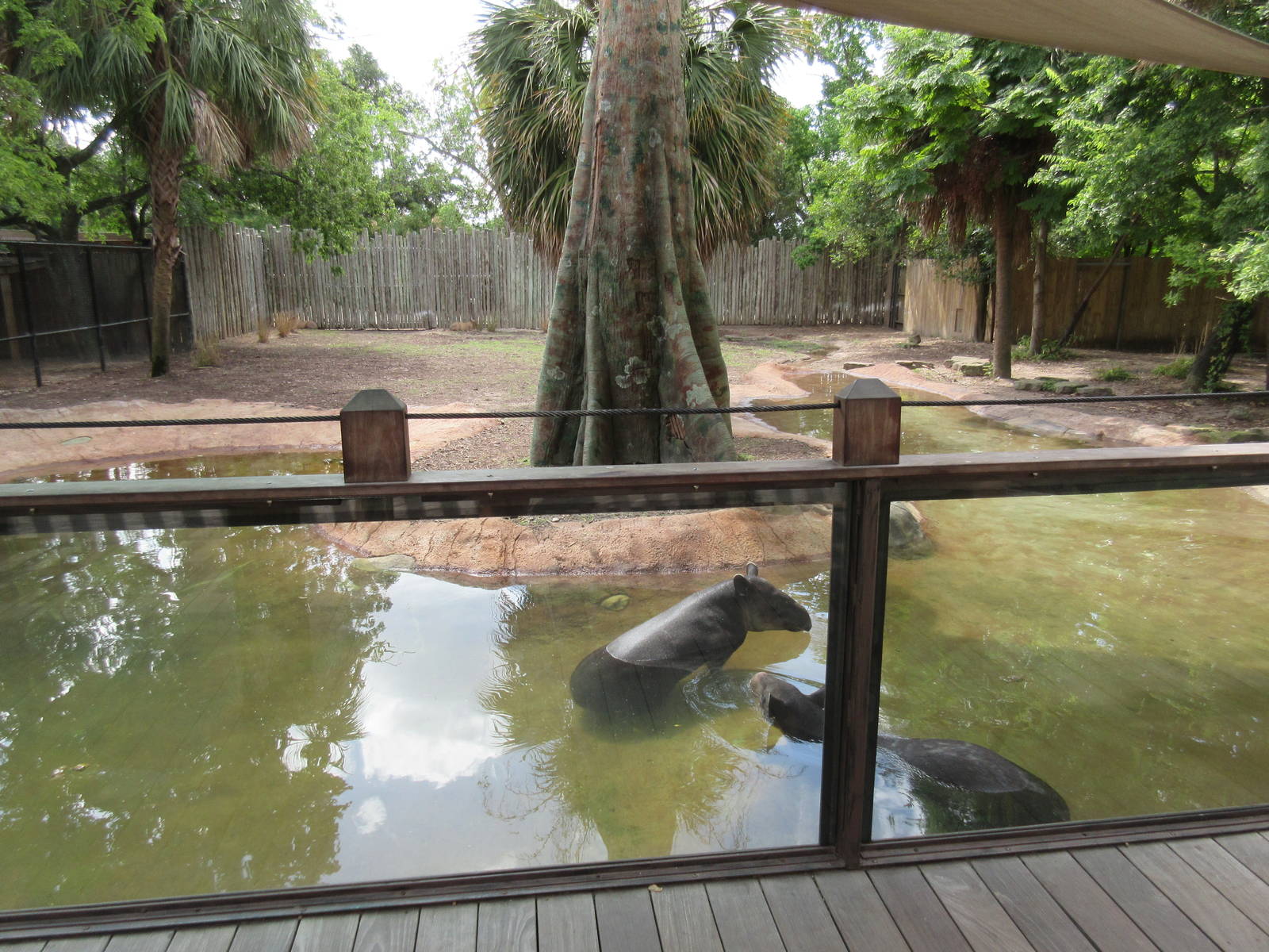 Baird's Tapir/Capybara/Greater Rhea Exhibit