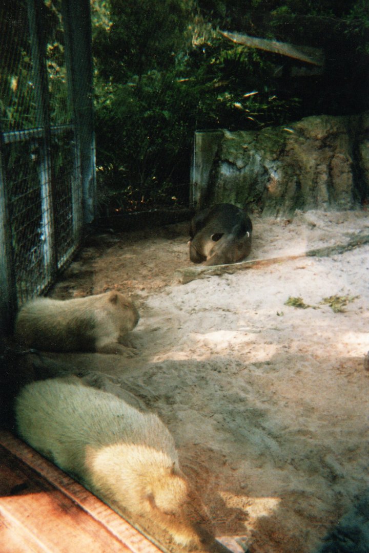 Baird's Tapir & Capybaras