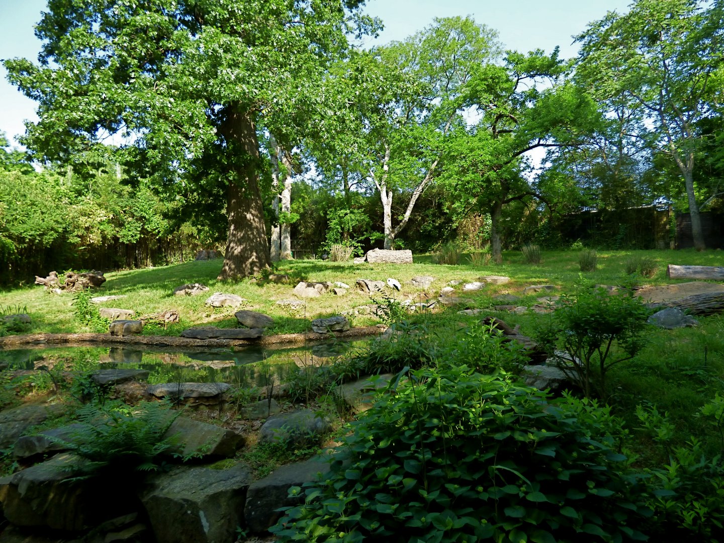 Baird's Tapir/Crested Screamer Exhibit - May 2018