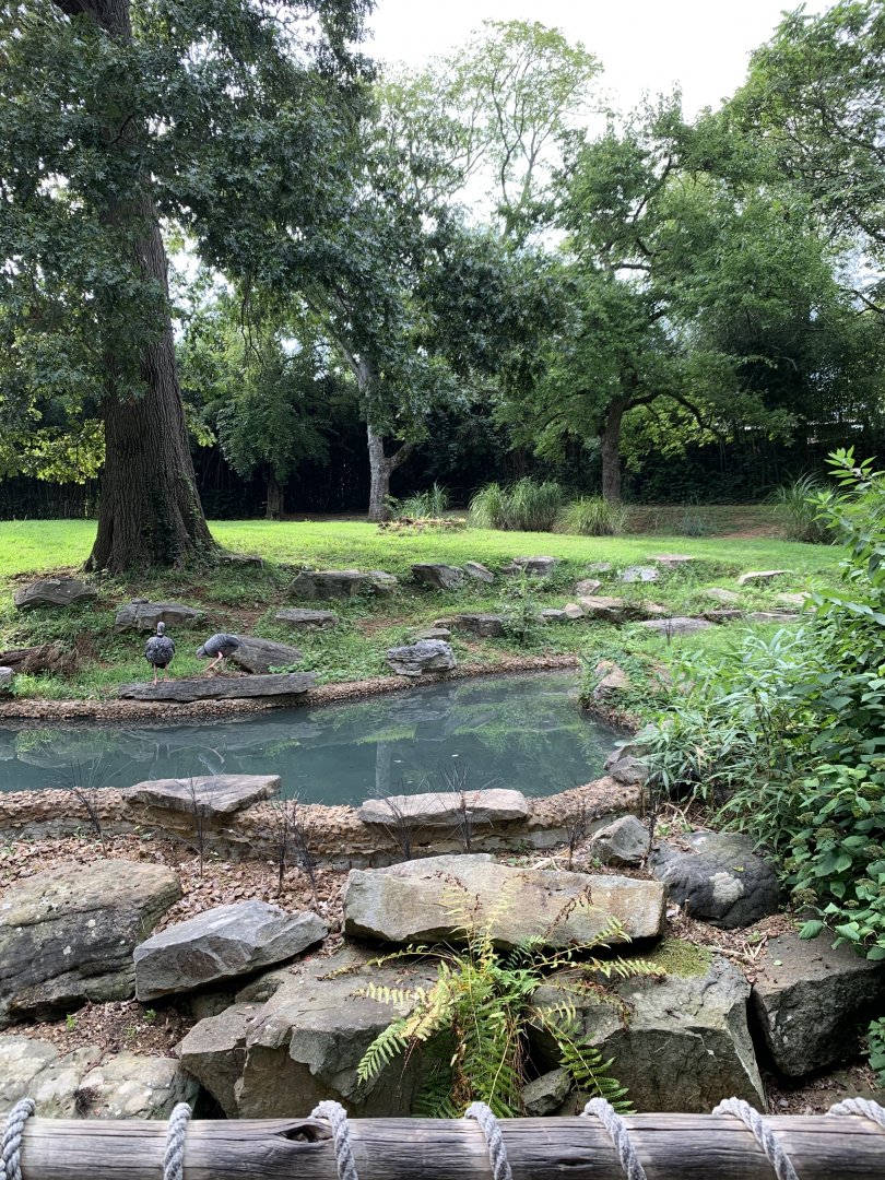 Baird’s Tapir & Crested Screamer Exhibit
