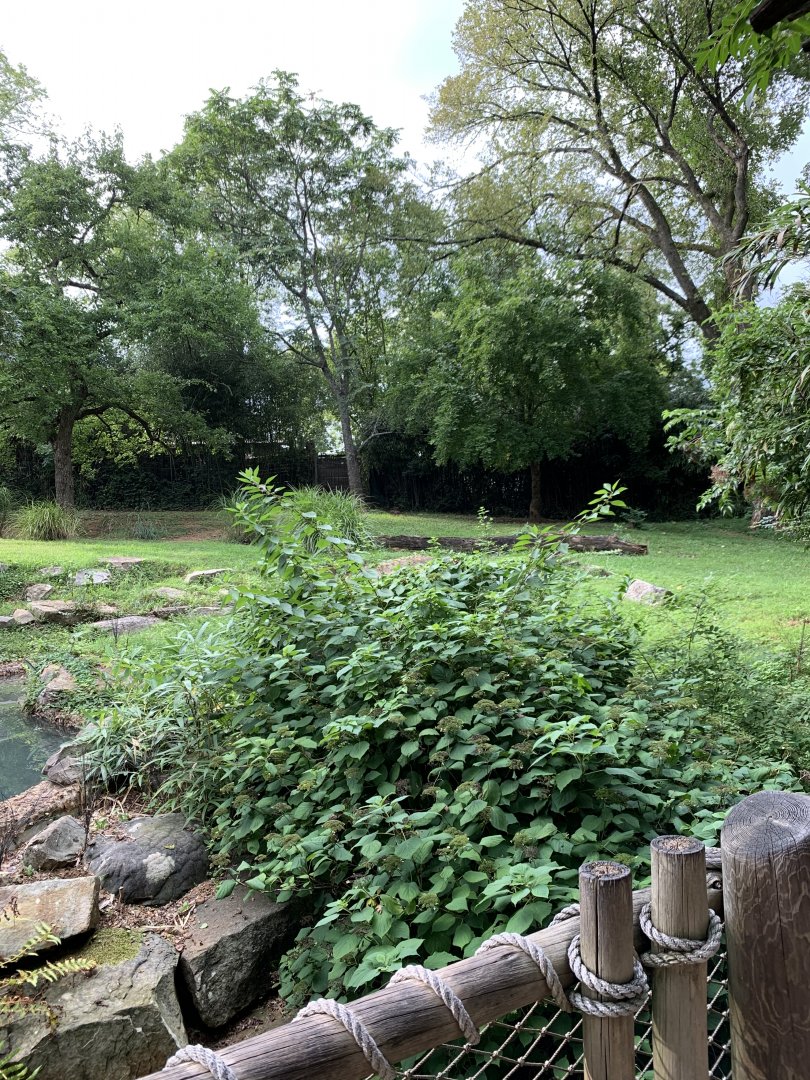 Baird’s Tapir & Crested Screamer Exhibit