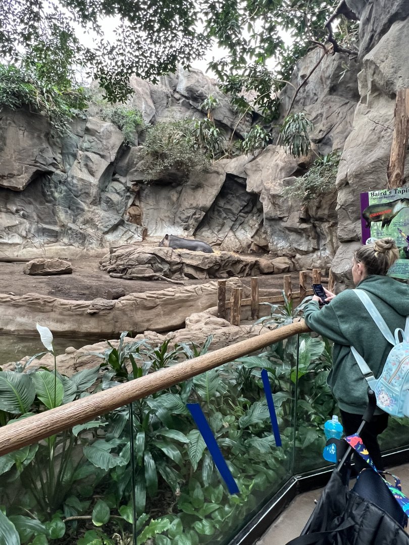 Baird’s Tapir Exhibit (indoors)