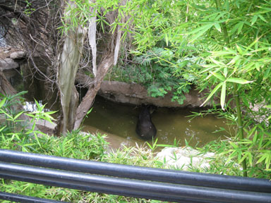 bairds tapir exhibit (Sept 09)