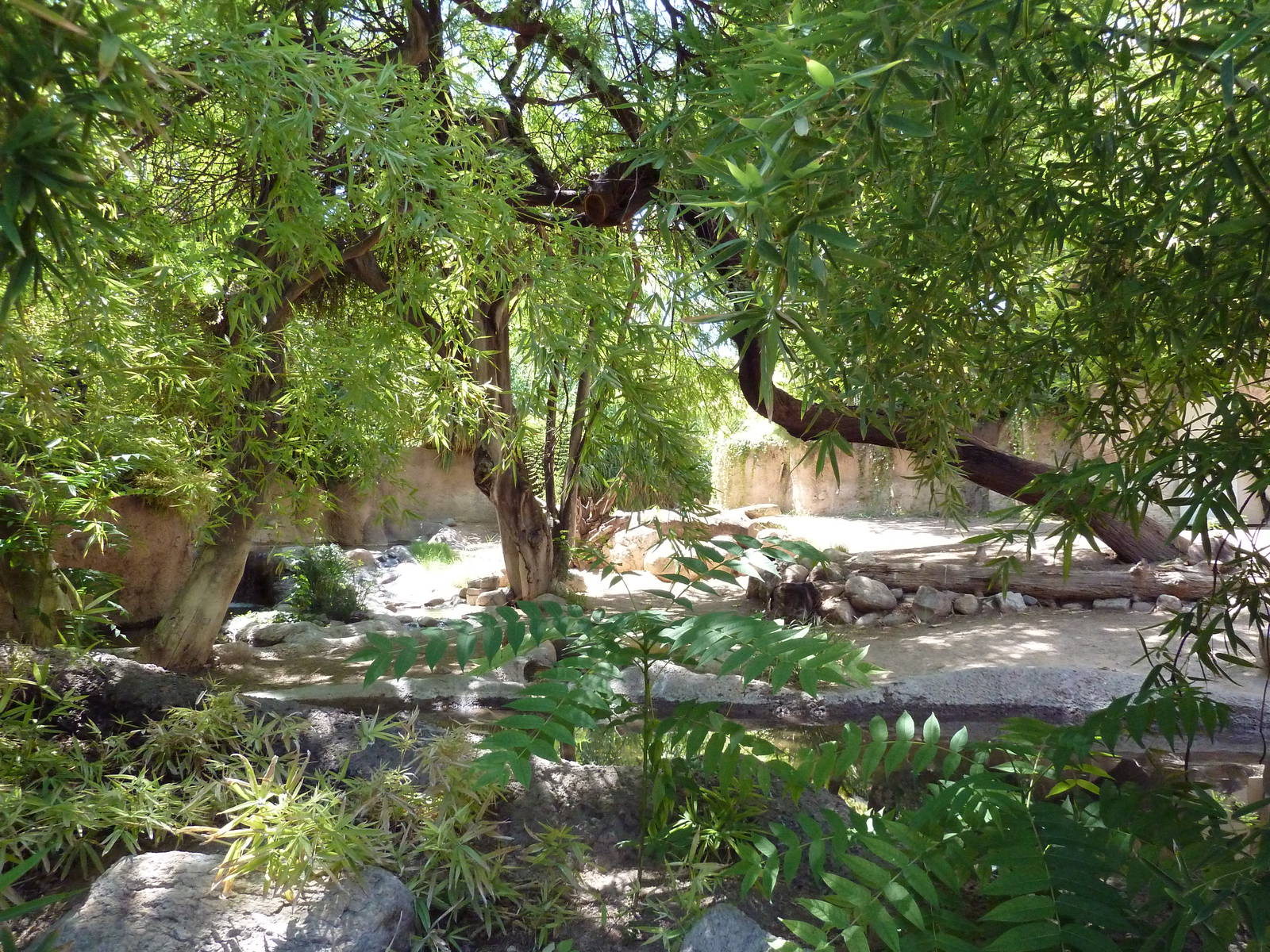 Baird's Tapir Exhibit