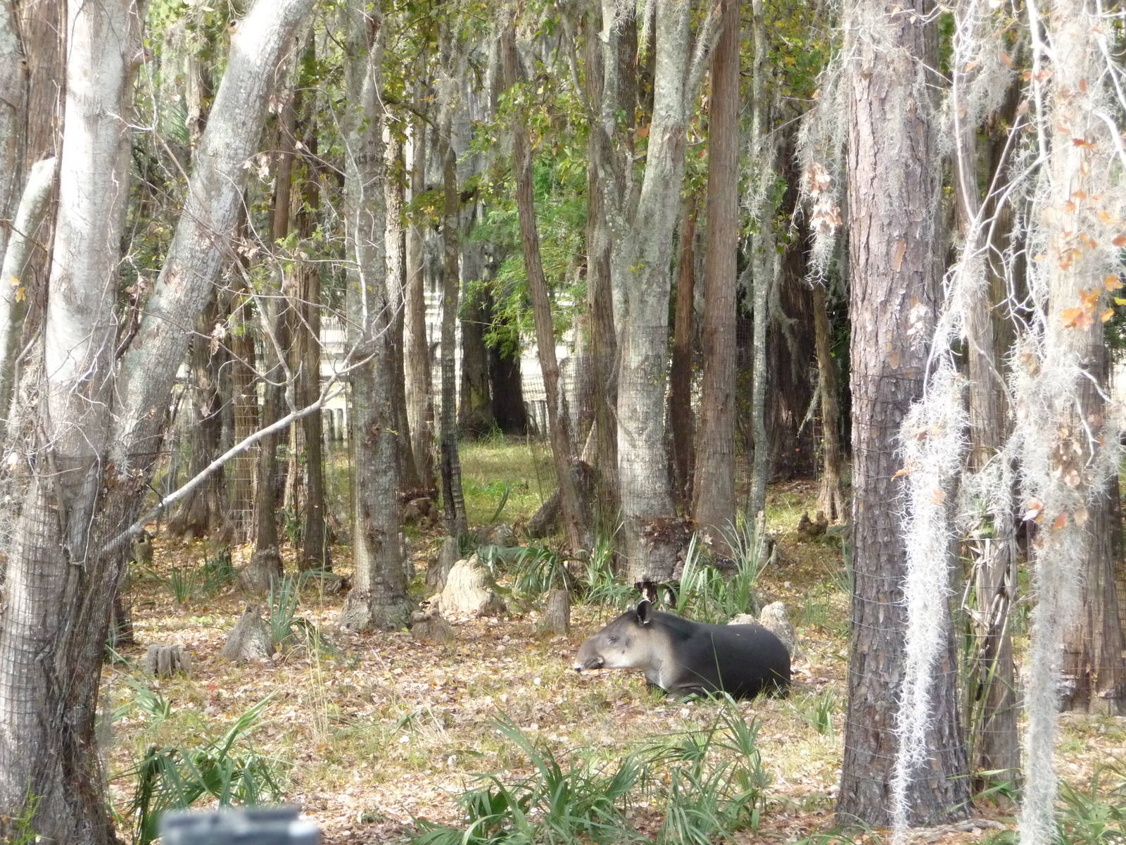 Baird's Tapir Exhibit