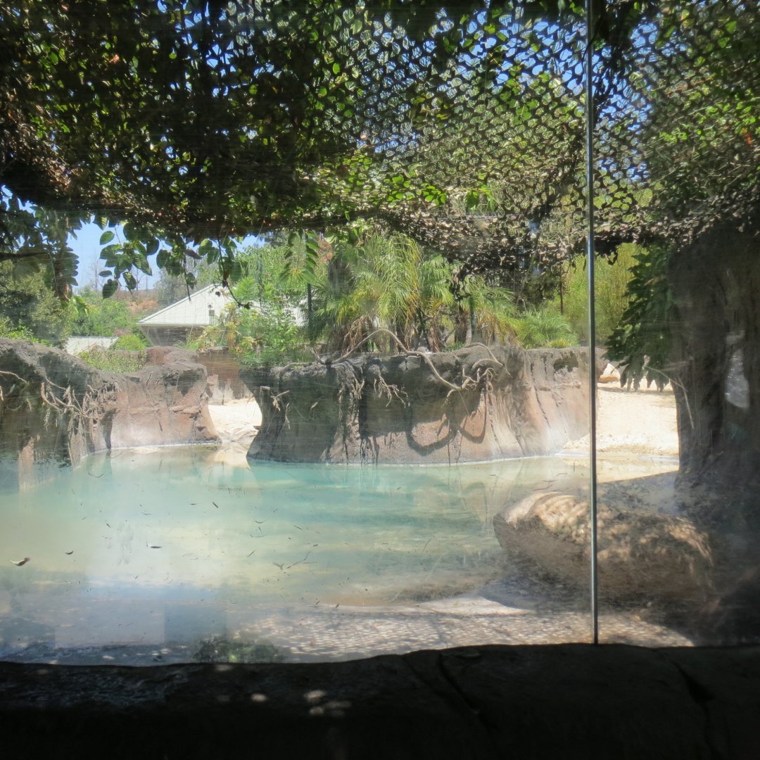 Baird's Tapir Exhibit