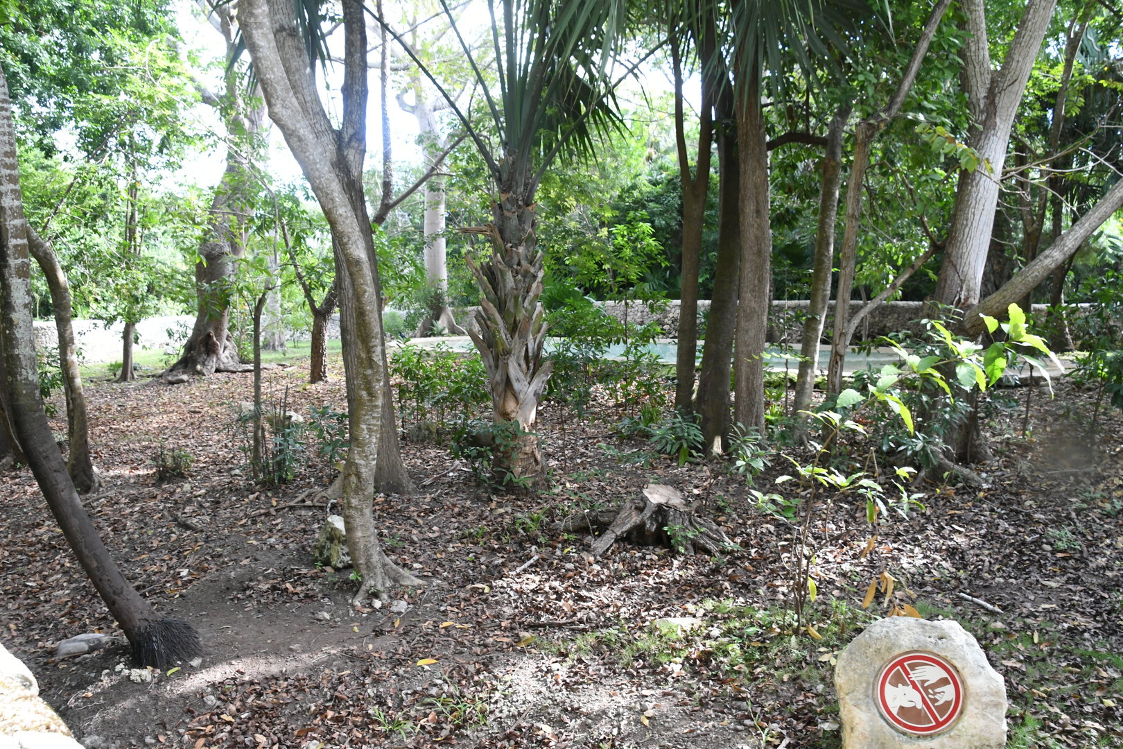 Baird's Tapir exhibit