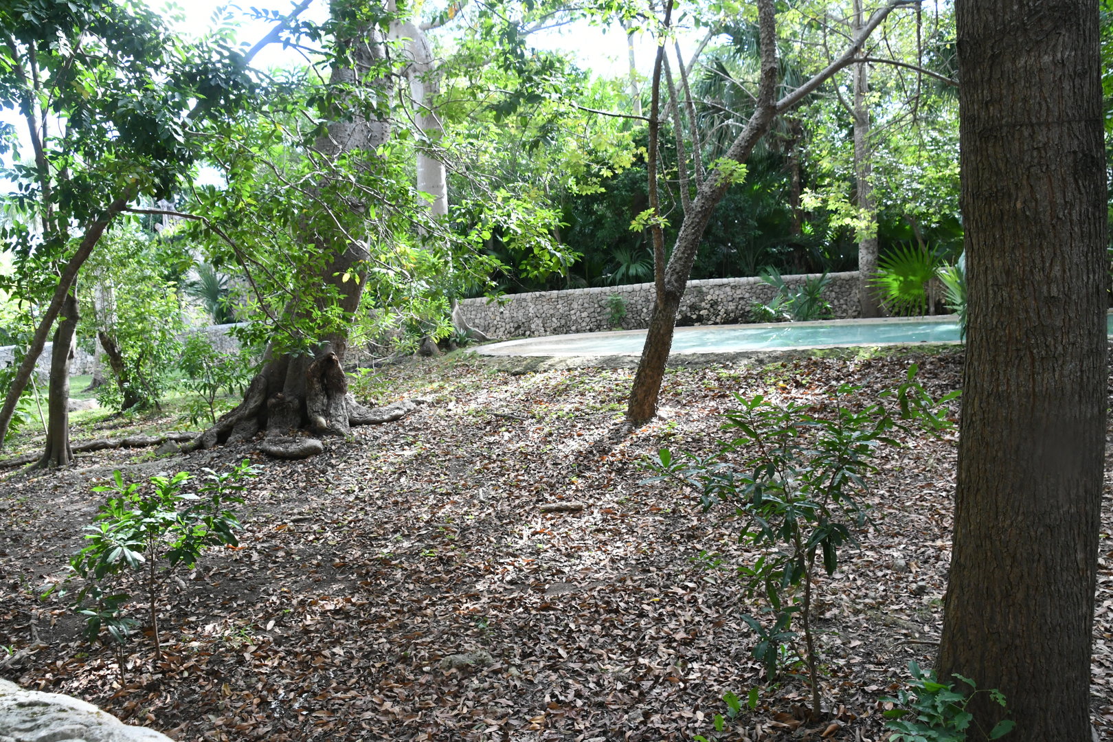 Baird's Tapir exhibit