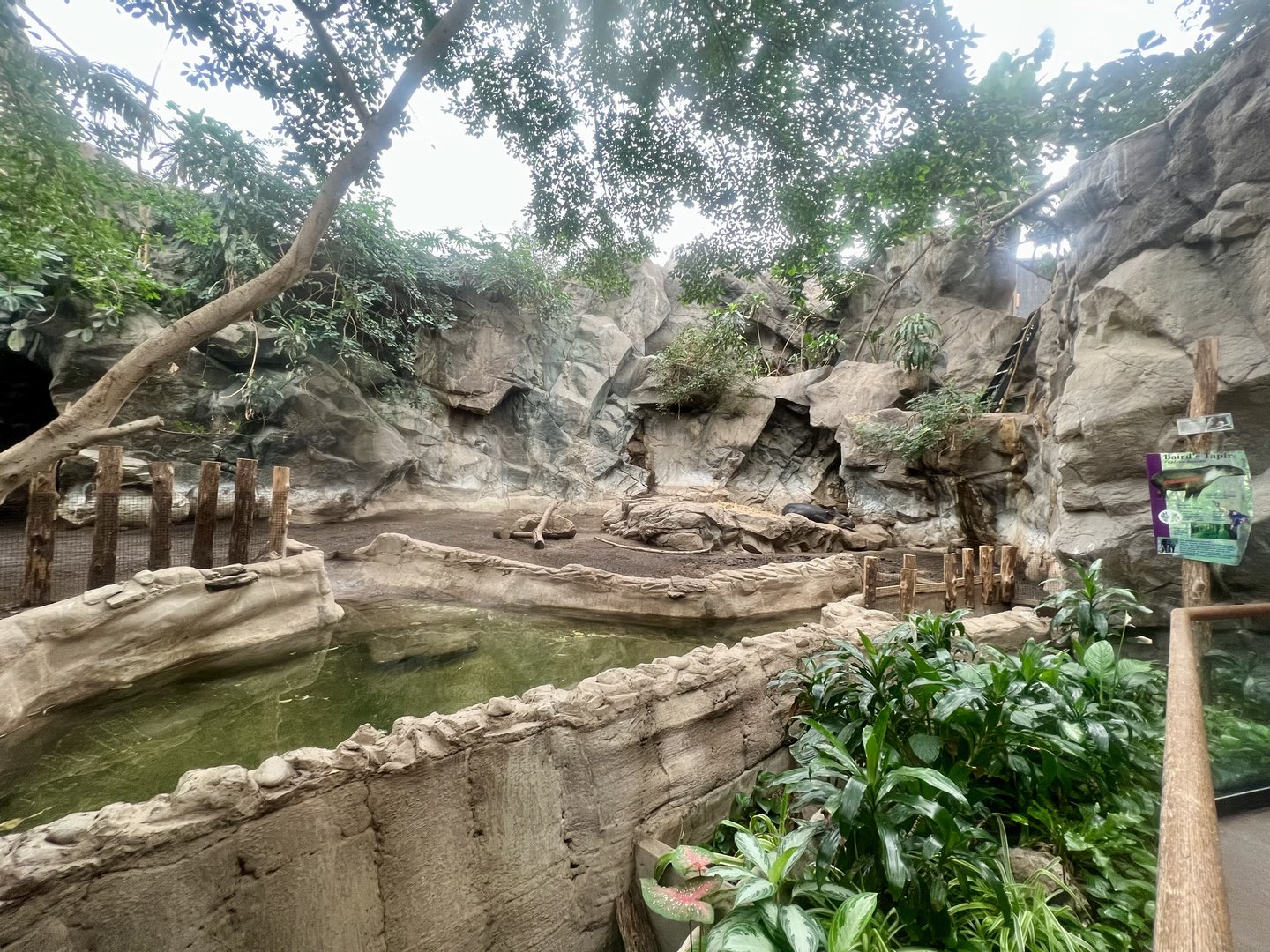 Baird’s Tapir Exhibit