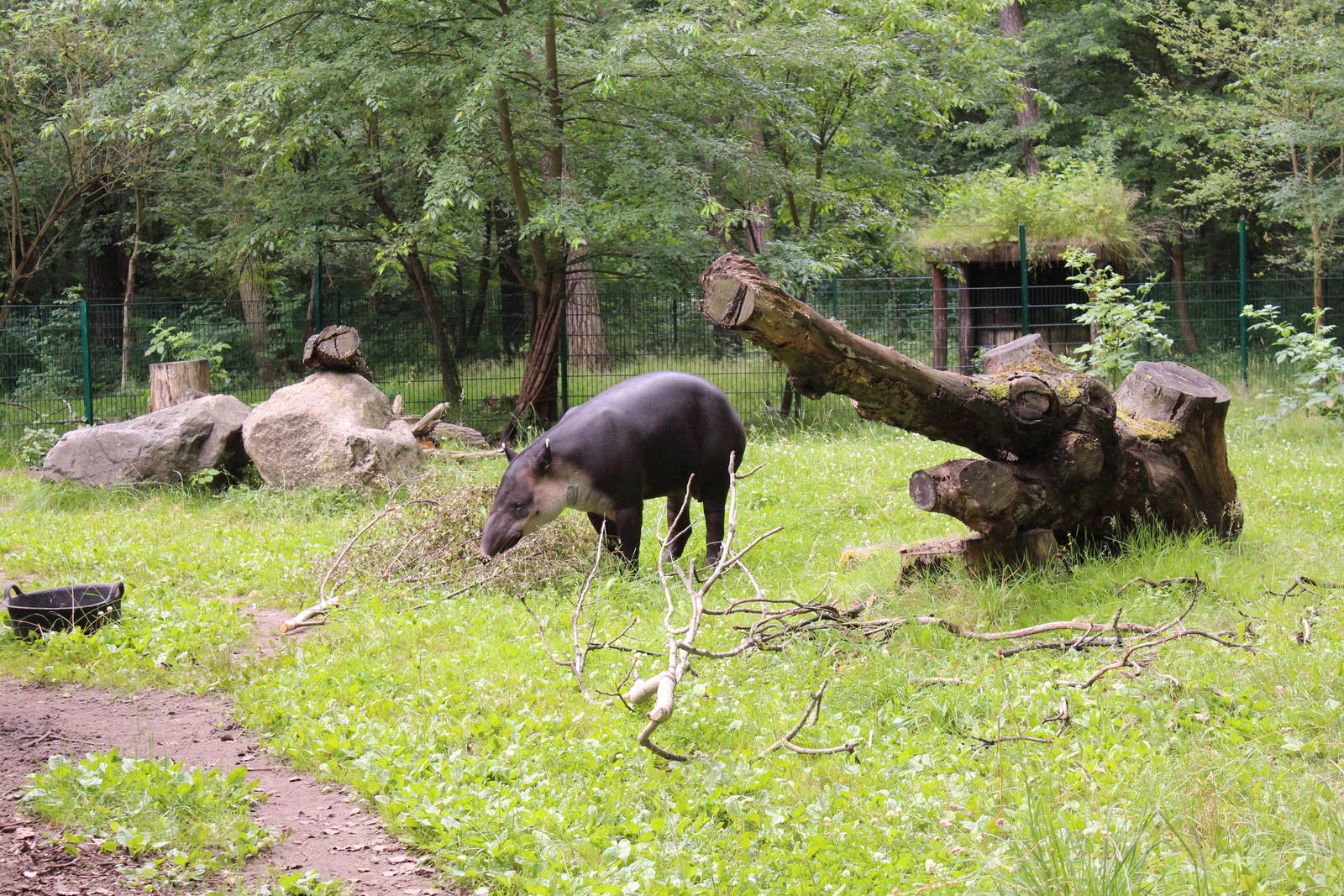 Baird's tapir, July 2013