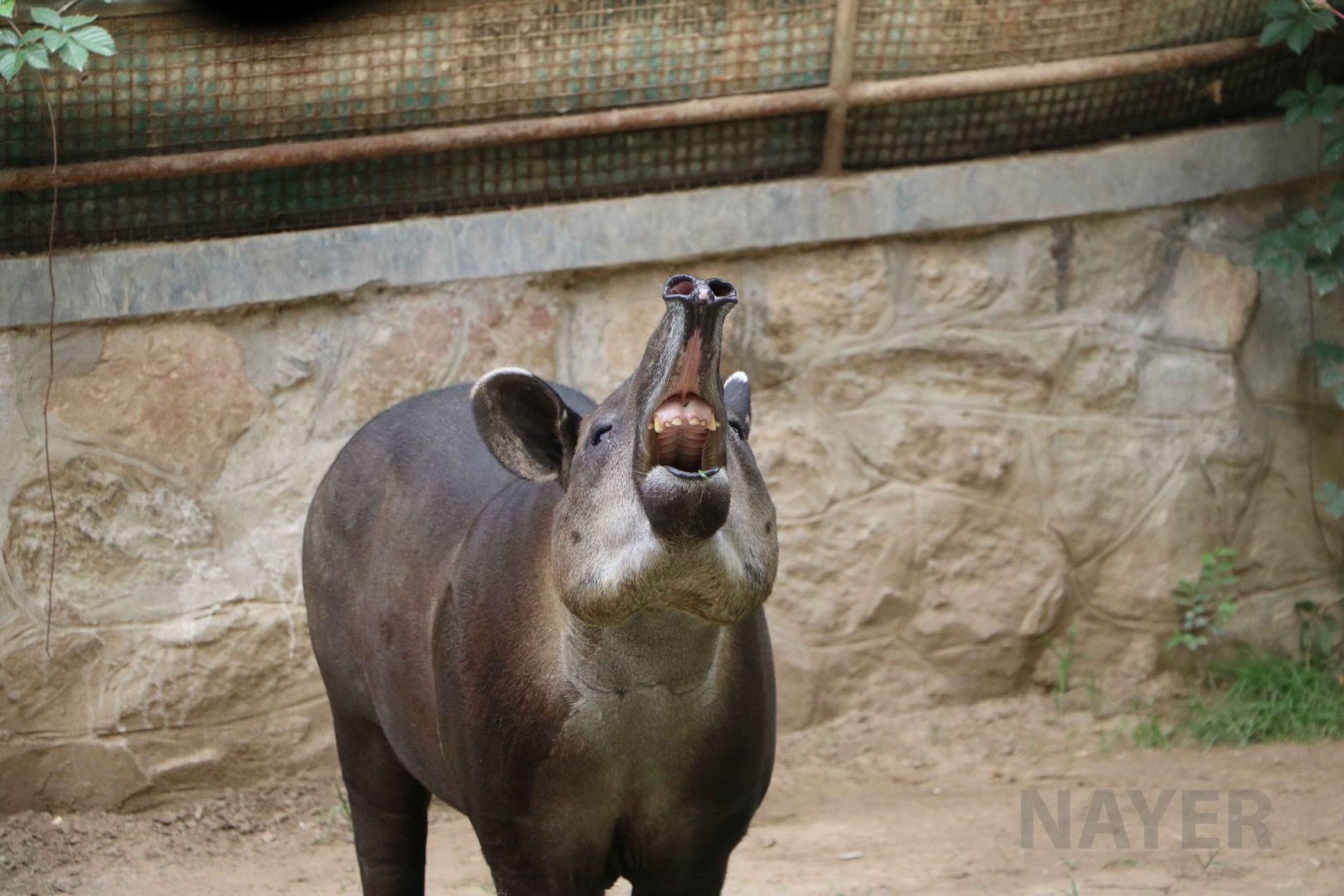 Baird's tapir, July 2016