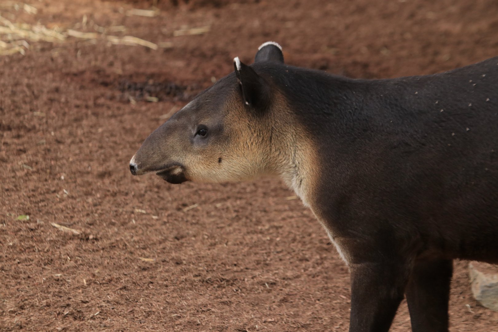 Baird's tapir (June 2019)