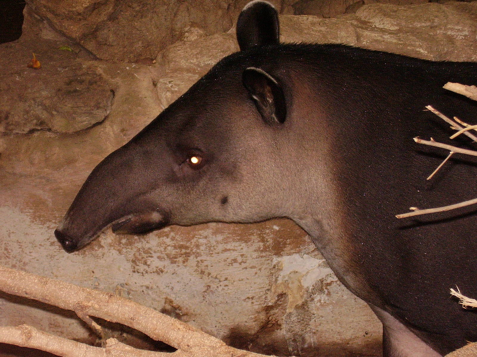 Bairds Tapir m- FPZ OCT06