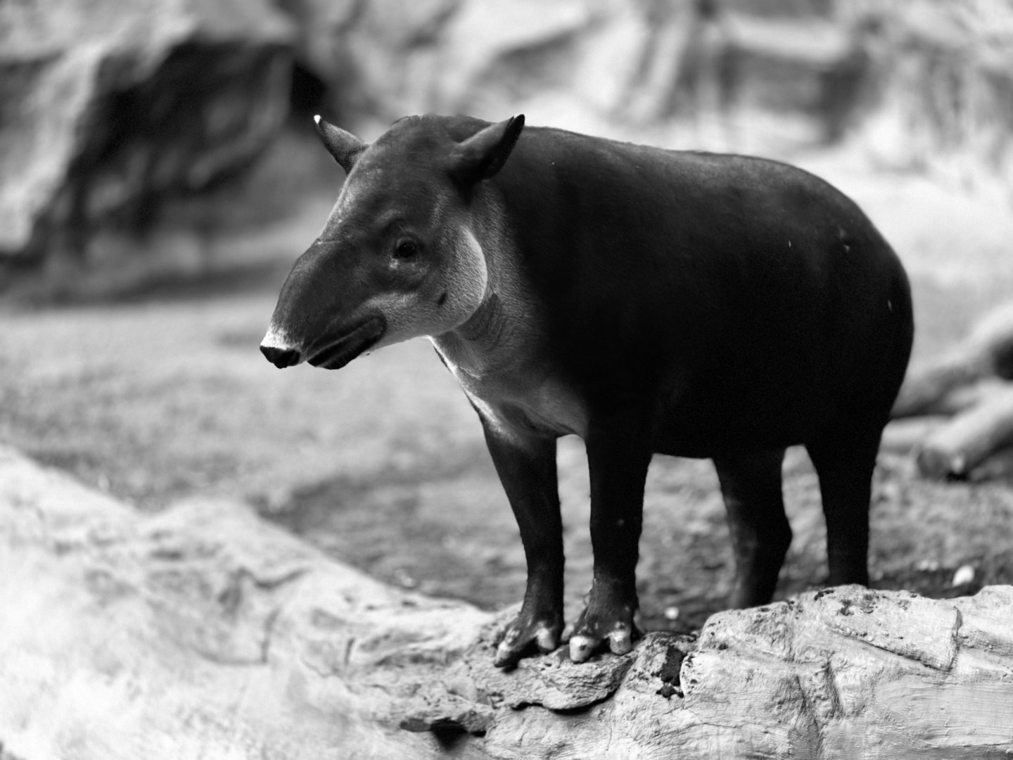 Baird’s Tapir “Millie”