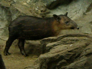 Bairds Tapir mother and 3 mnth old video- FPZ JUL07