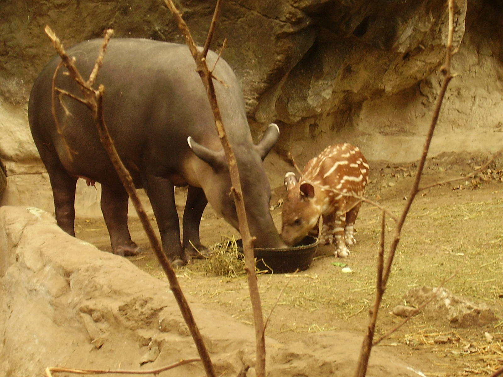 Bairds Tapir mother and baby 3wks old- FPZ APR07 IV
