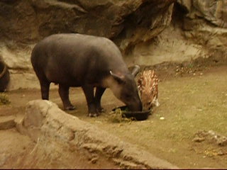 Bairds Tapir mother and baby 3wks old video- FPZ APR07