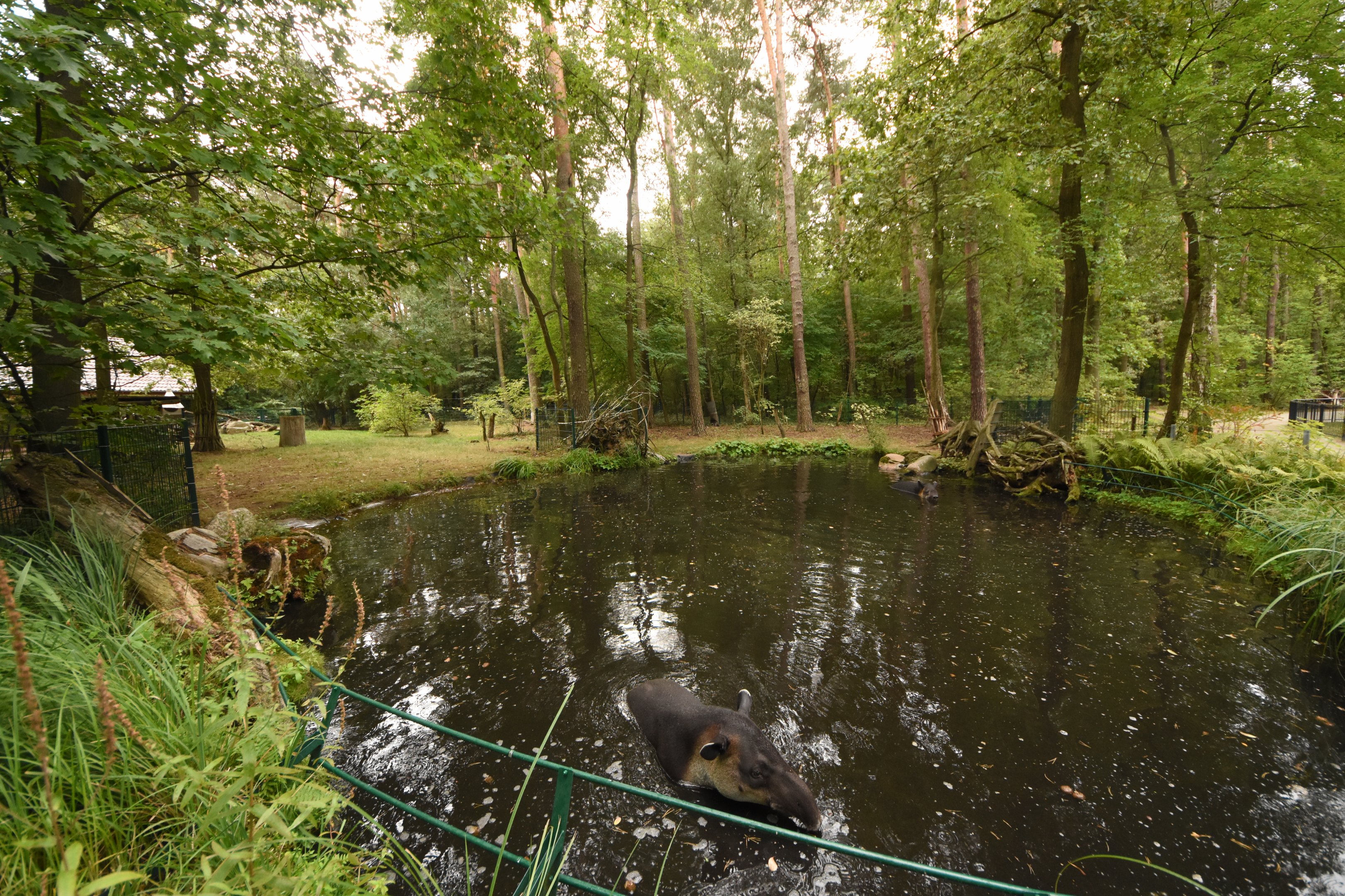 Baird's tapir outdoor enclosure
