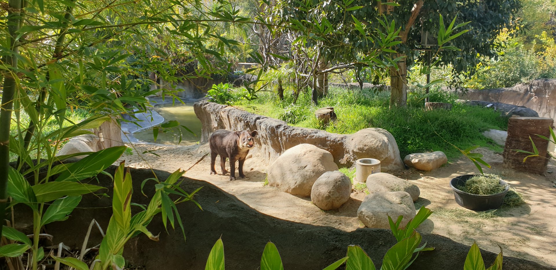 Baird's Tapir, Rainforest of America