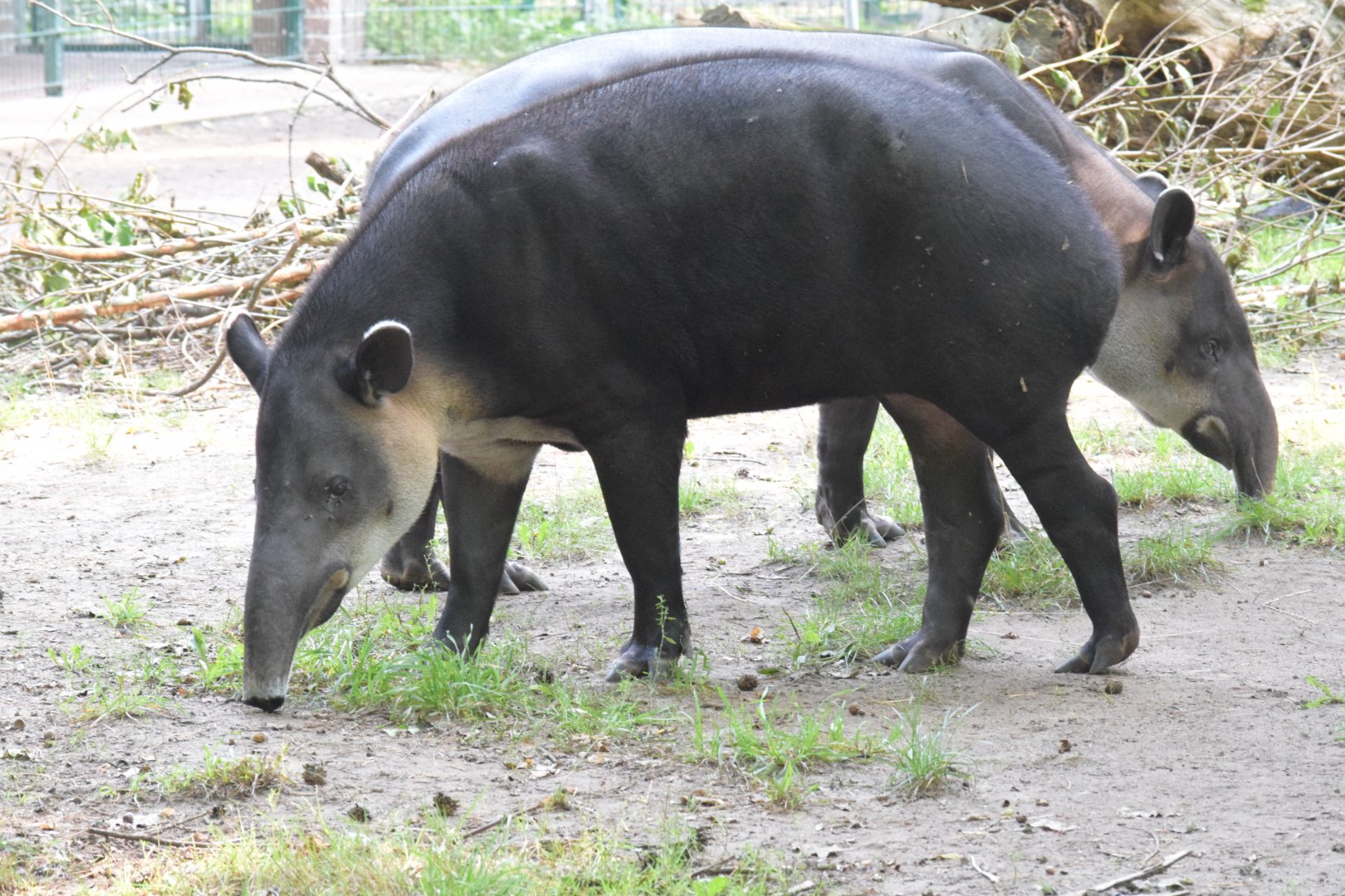 Baird's tapir - September 2020