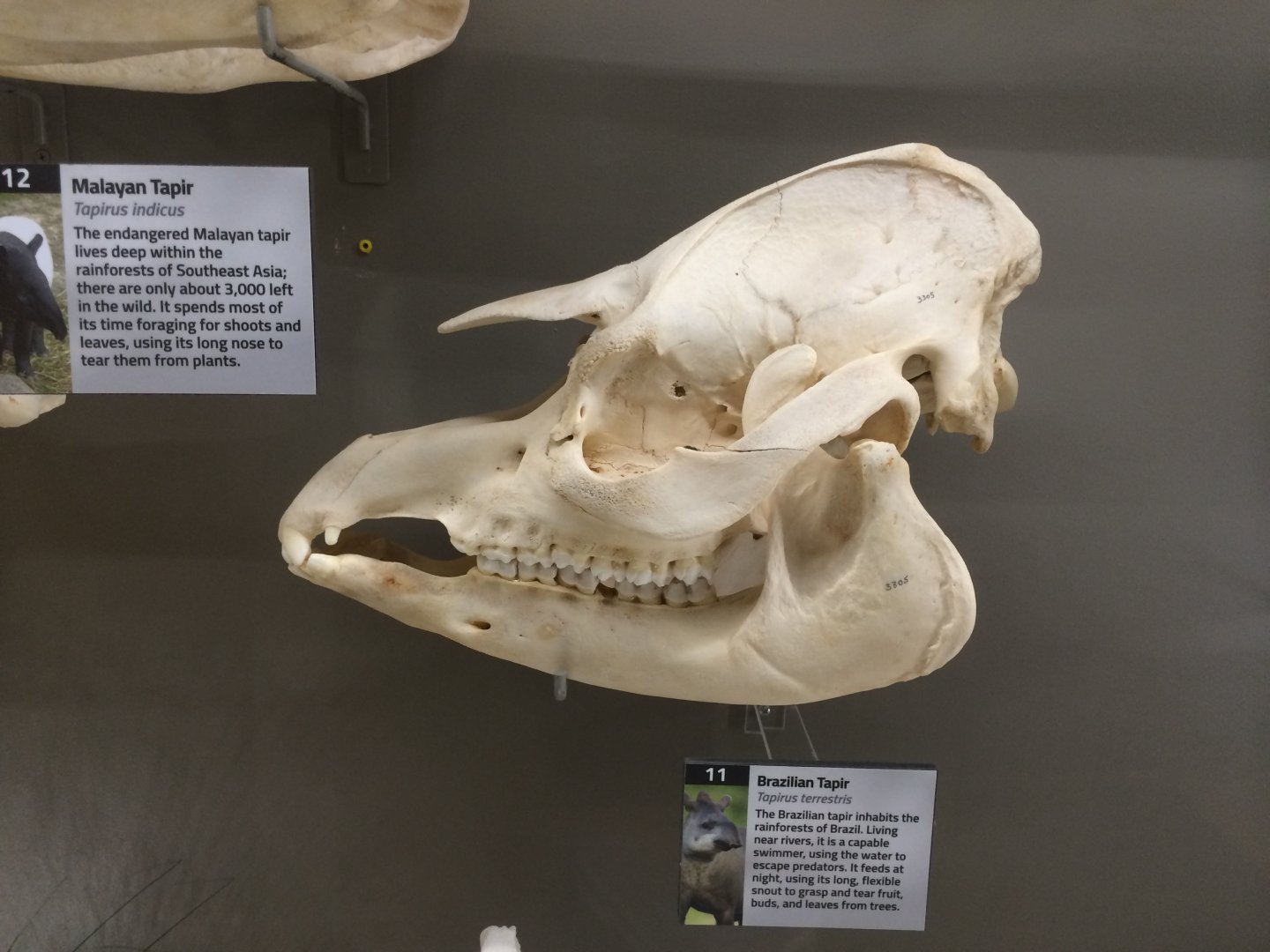 Baird's Tapir Skull