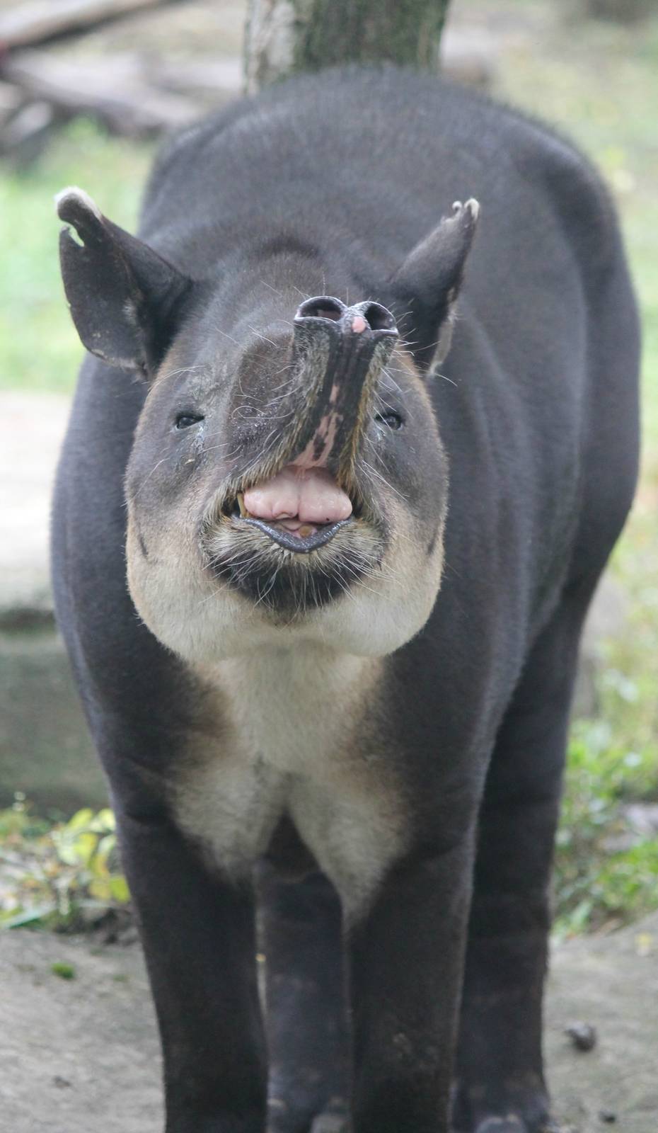 Baird's Tapir smile