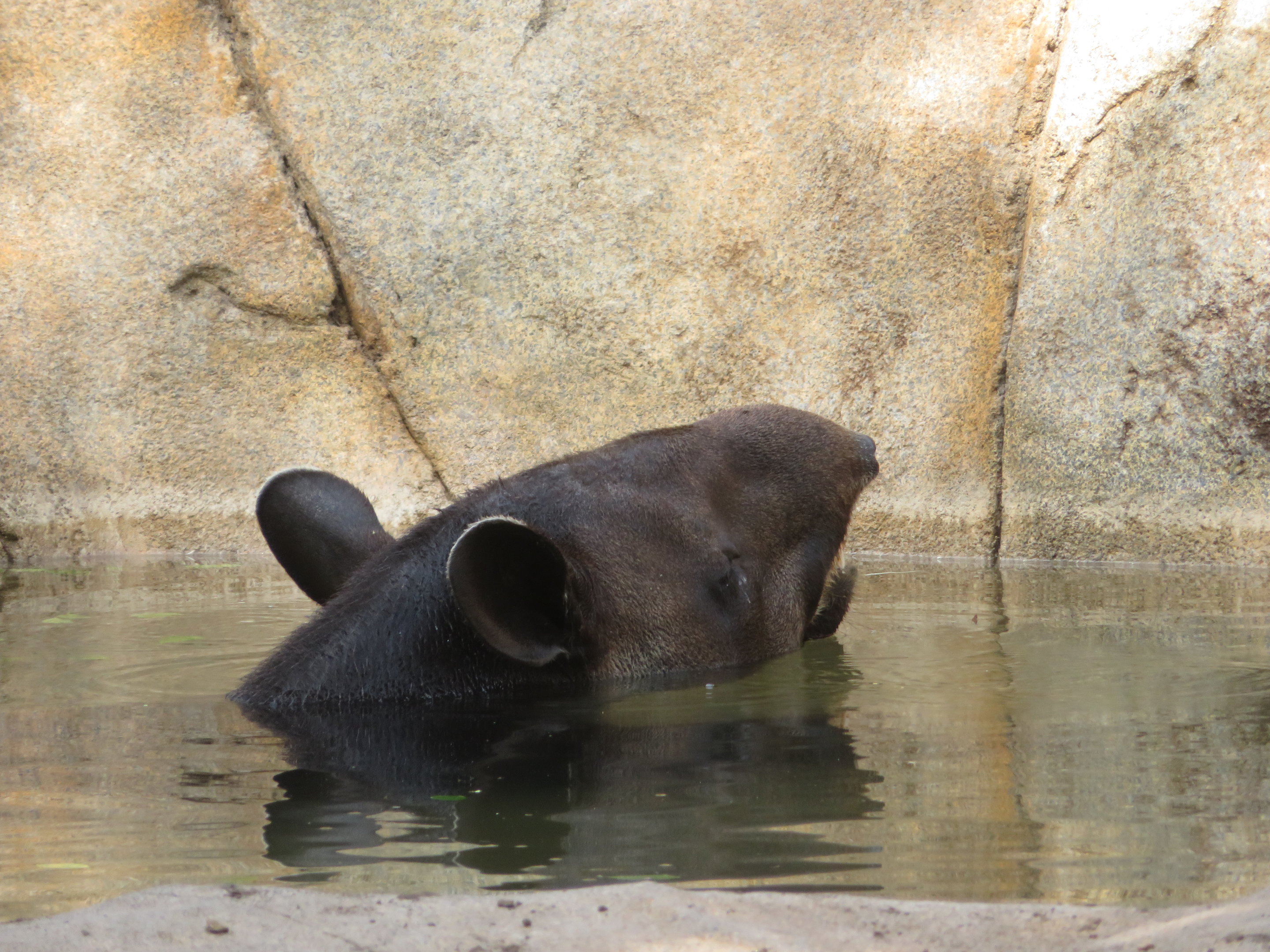 Baird's Tapir Soaking