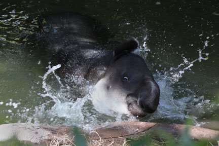bairds tapir splashing