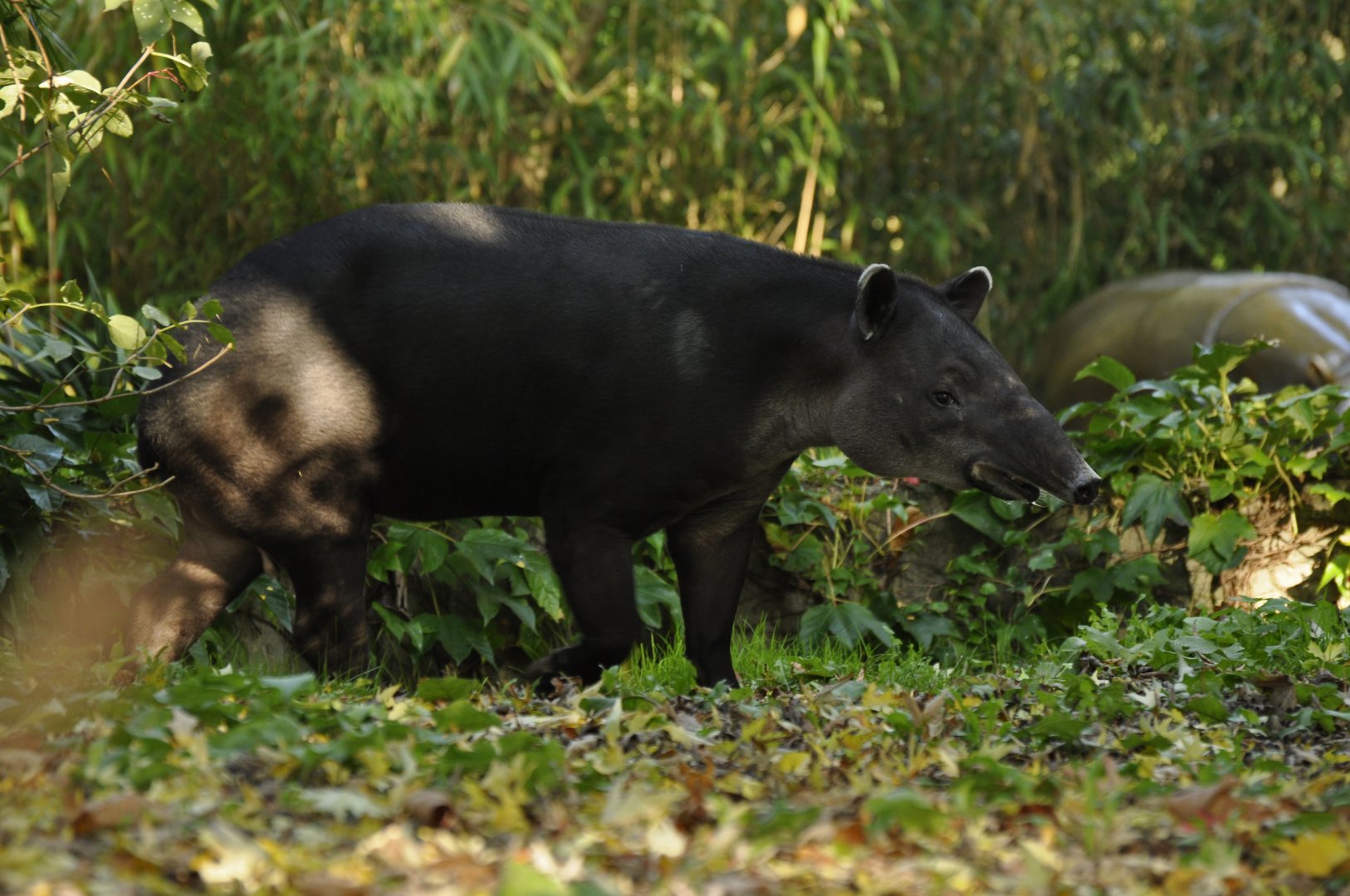 Baird's tapir (Tapirus bairdi)